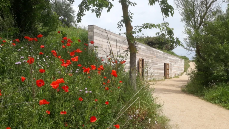 Red poppies beside a sandy path leading to a low concrete troop shelter among trees