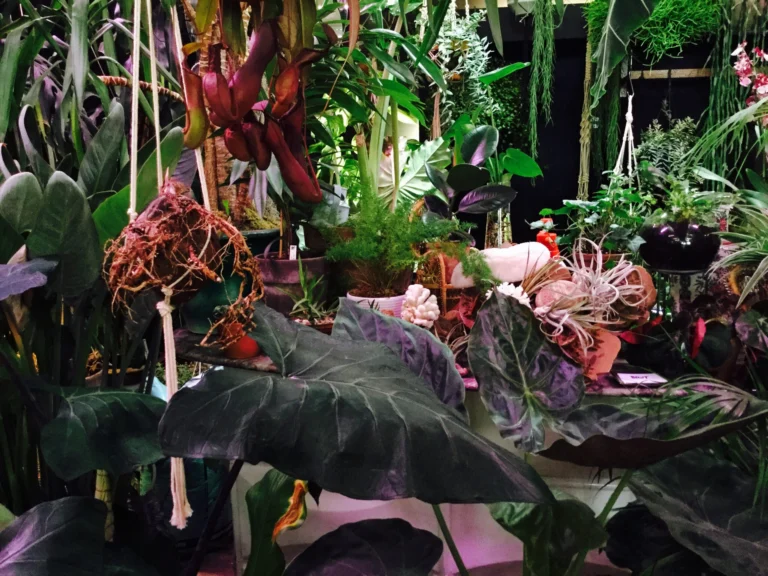 Dense display of tropical plants with large dark leaves, red flowers and hanging air plants under purple-tinted light