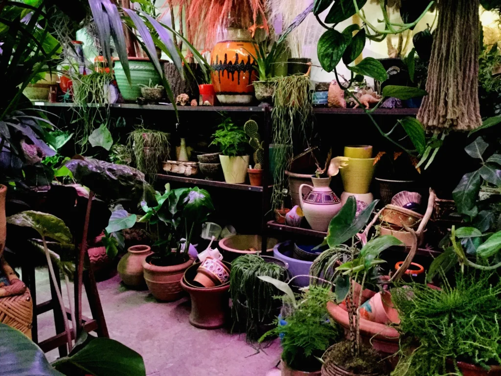 Crowded corner of Brut full of leafy houseplants, hanging plants and terracotta and glazed ceramic pots on dark metal shelving