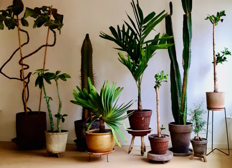 Row of tall potted plants, including a cactus, a palm and a Monstera on a stake, in terracotta and ceramic pots on vintage wooden and metal stands against a white wall