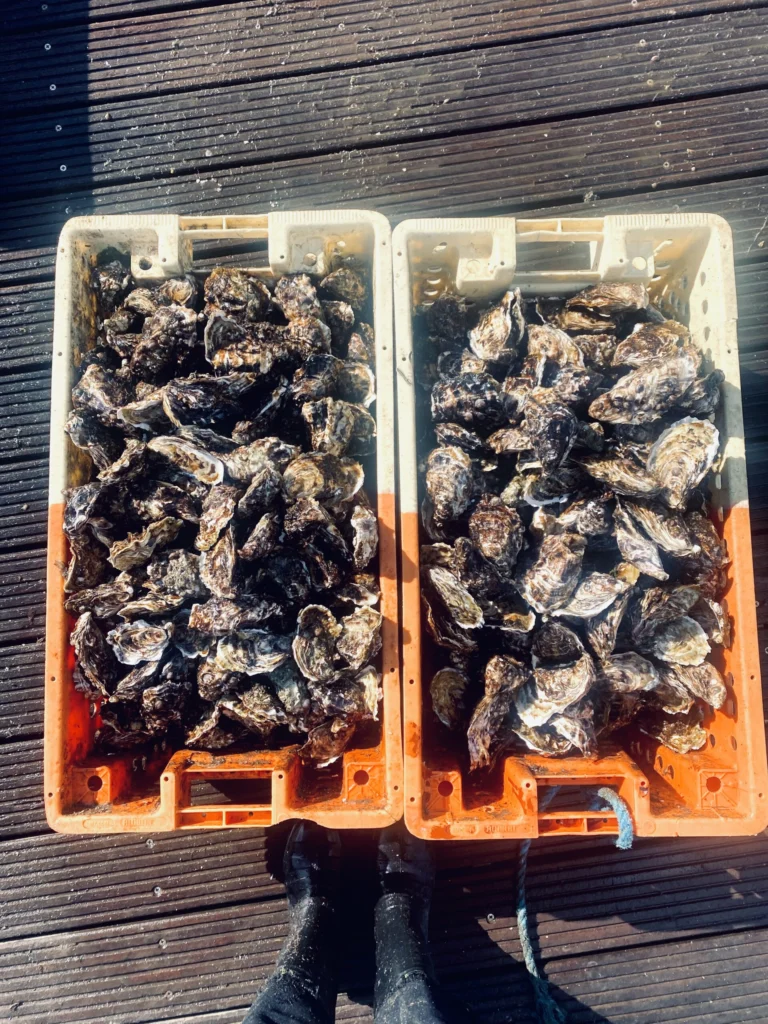 Two orange crates of freshly harvested oysters on a wooden jetty, seen from above
