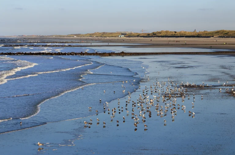 Flock of gulls on the wet sand at low tide, with the East Bank dunes along the horizon