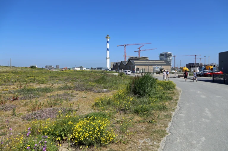 Footpath past yellow and purple wildflowers on the East Bank, with the Lange Nelle lighthouse in the distance